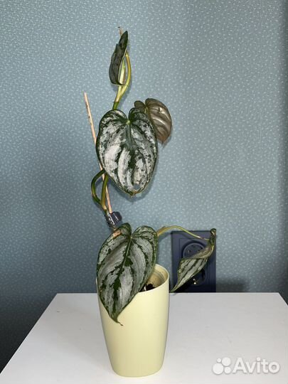 Филодендрон брандтианум