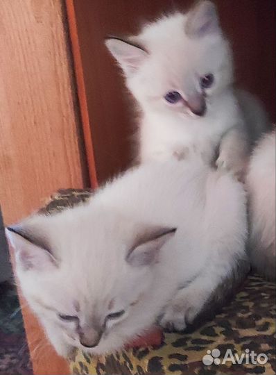 Тайские котята