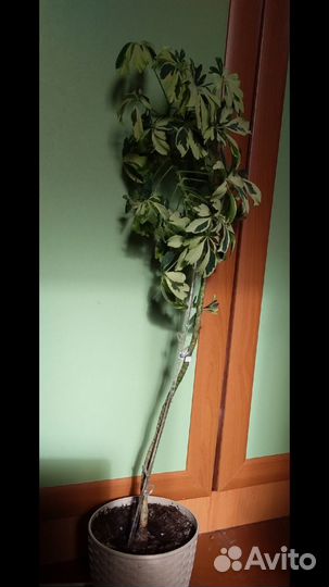 Комнатные растения