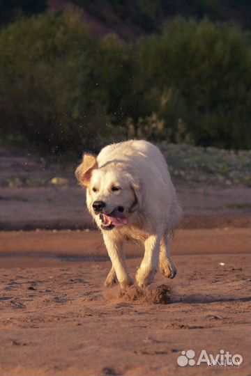 Фотограф анималист