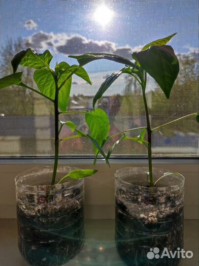 Рассада перцев