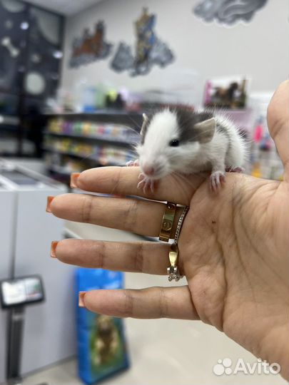 Крыса дамбо