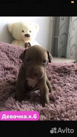 Щенки питбуля