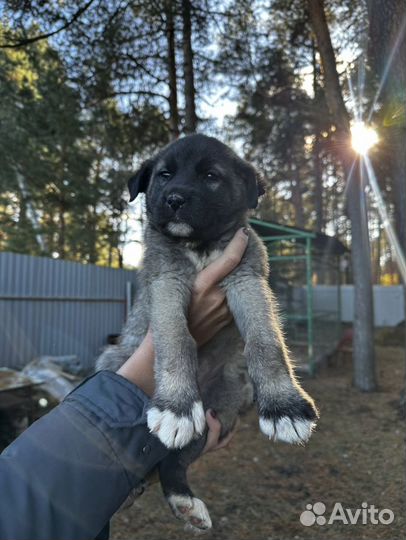 Турецкий кангал продам
