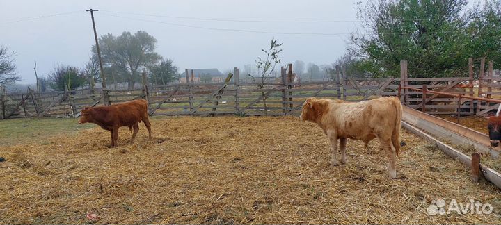 Телята бычки