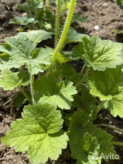 Саженцы гейхеры