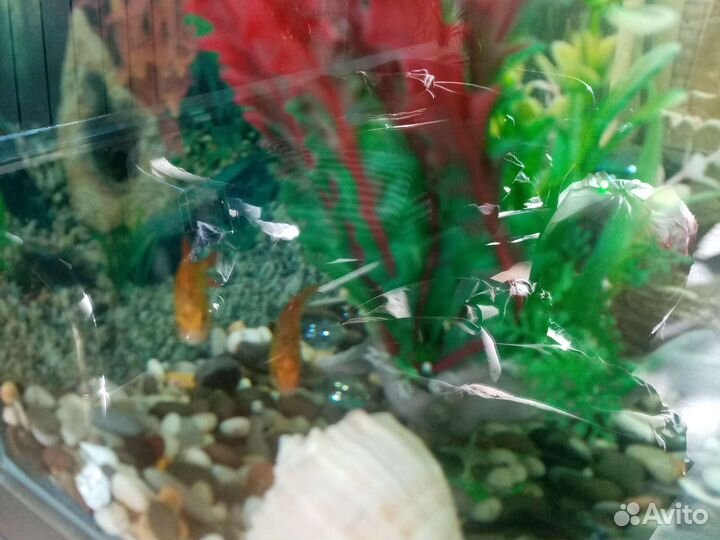 Аквариум 60л