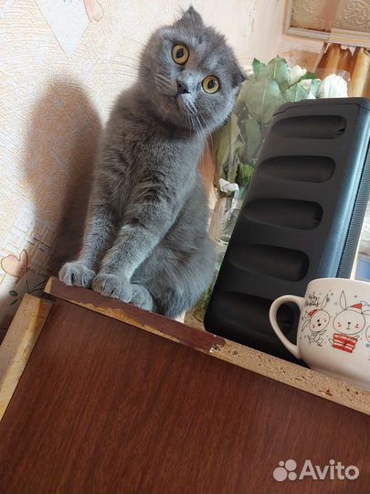 Малышка ищет дом