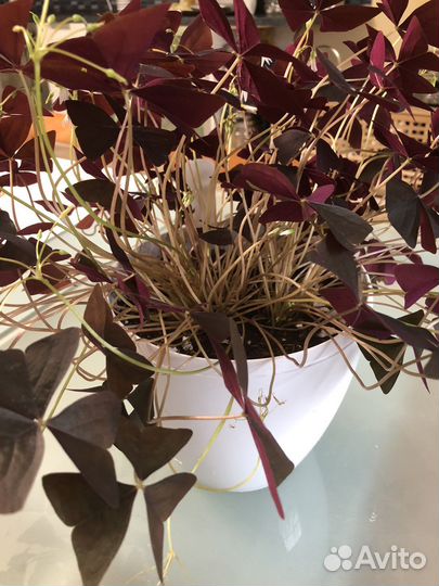 Кислица оксалис