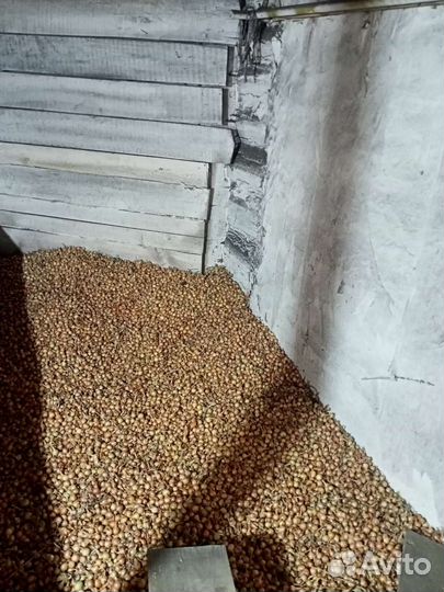 Продам лук севок оптом