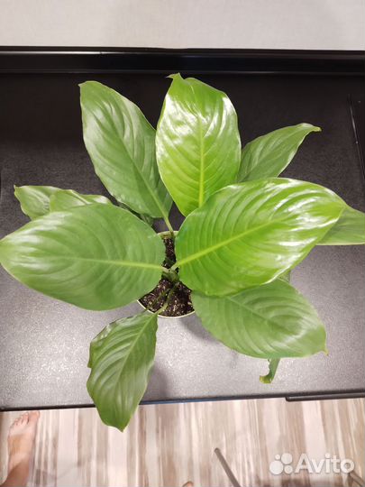 Спатифиллум