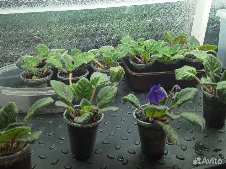 Детки сортовых фиалок