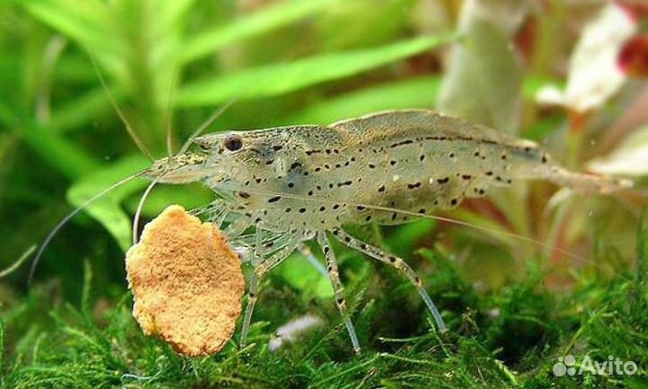 Аквариумные креветки