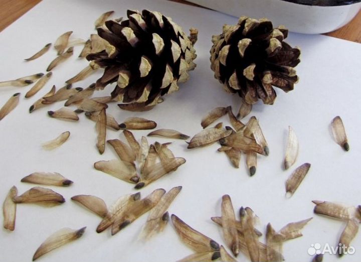 Семена ели на заказ