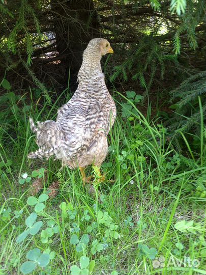 Петушки породистых кур