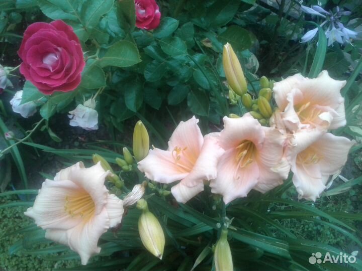 Многолетники