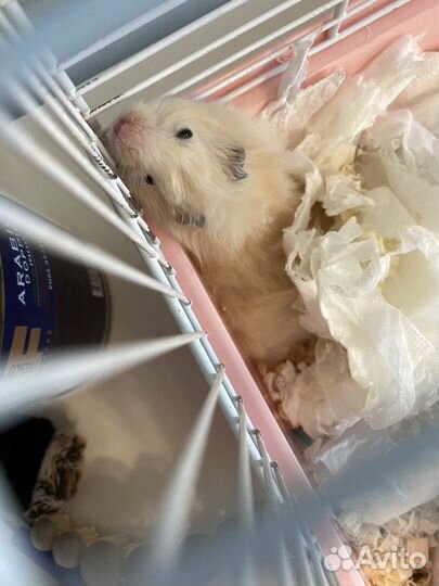 Сирийский хомяк с клеткой