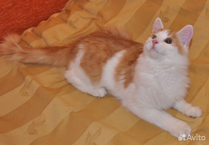 Кошки в добрые руки
