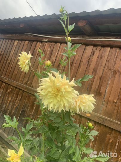 Цветы многолетники