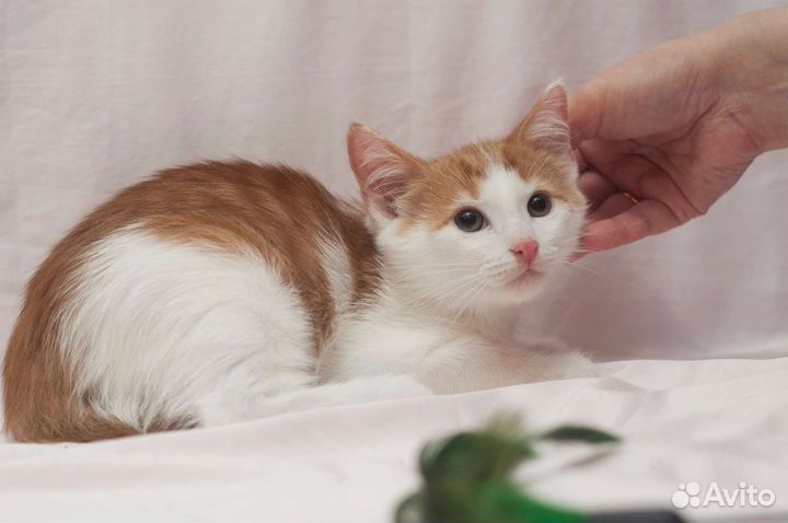 Очаровательный котомальчик ищет дом