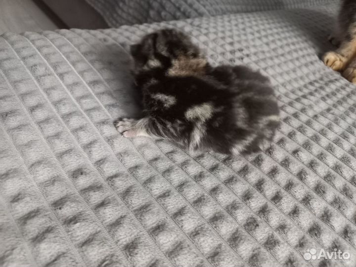 Шотландские котята