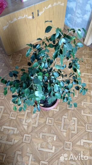 Фикус бенджамина
