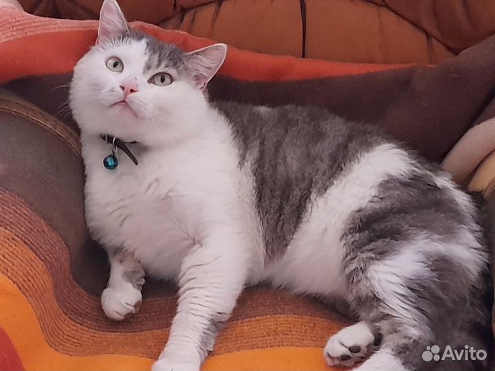 Кошка