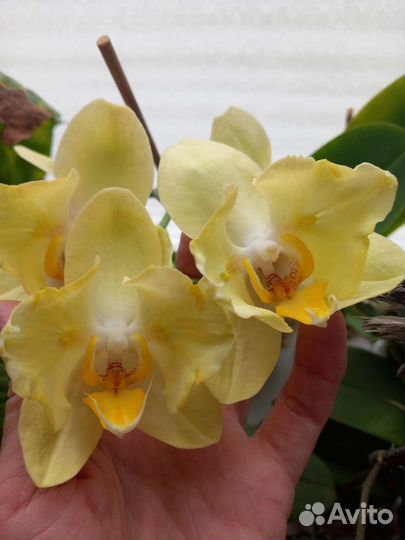 Орхидея фаленопсис бабочка