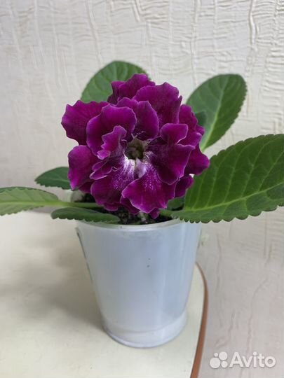 Глоксинии(детки)