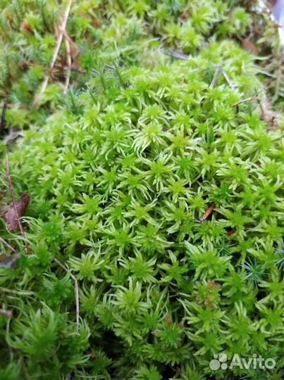 Мох сфагнум живой