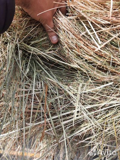 Продаю сено в рулонах для крс