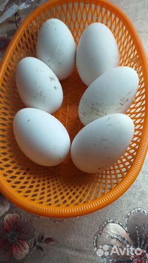 Гусинное яйцо