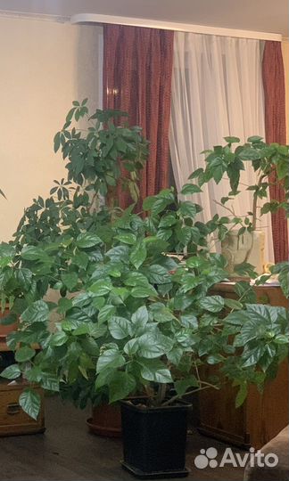 Гибискус (Китайская роза) красный махровый