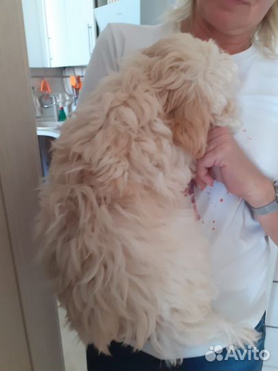 Щенок мальтипу