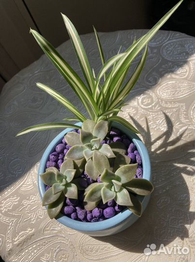 Суккуленты