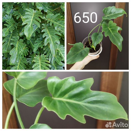 Филодендрон кастовой Ксанаду