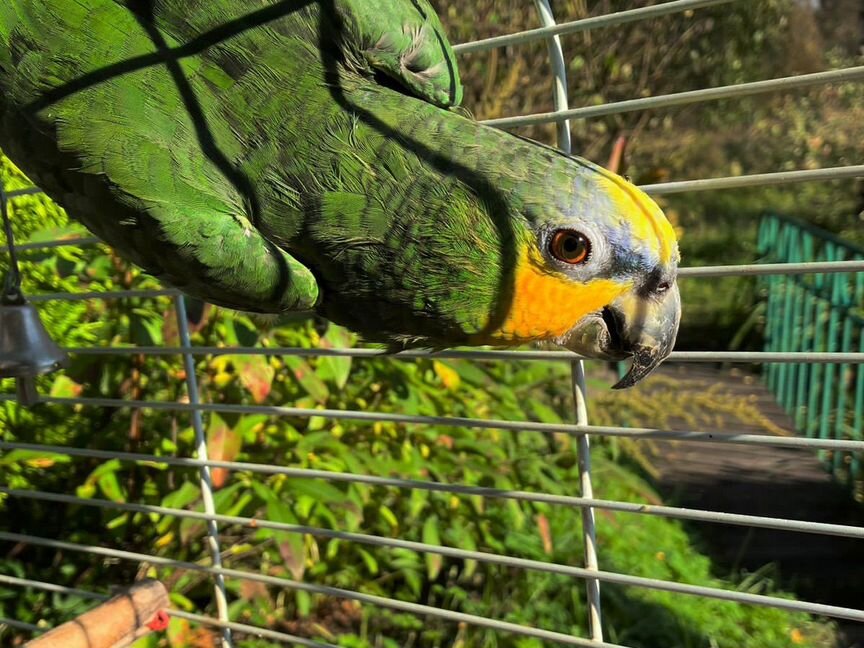 Попугай Венесуэльский Амазон