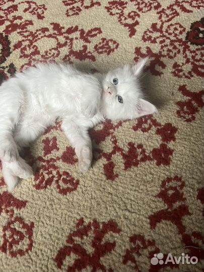 Котята мейн-кун