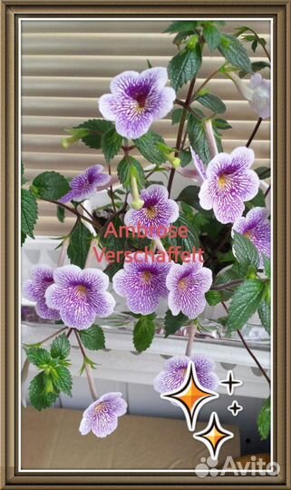 Ахименес, ризомы