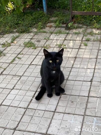 Кот в добрые руки