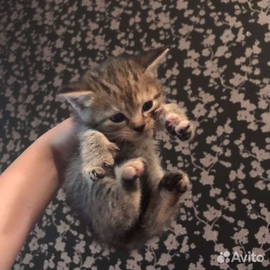Кошка в дар бесплатно