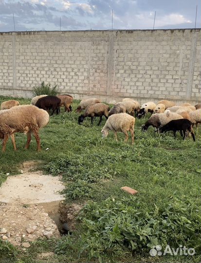 Овцы