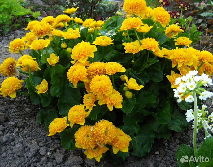 Садовые многолетники