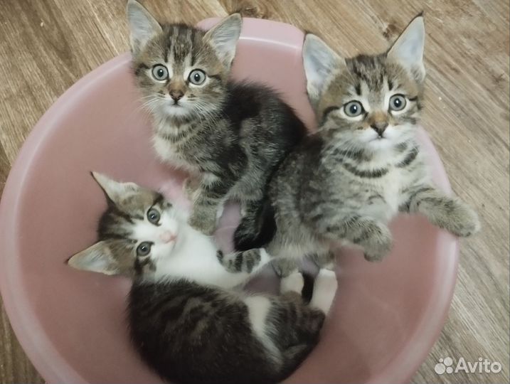 Котята в добрые руки 2 месяца