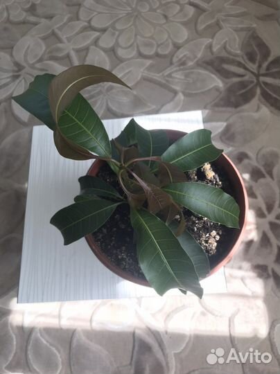 Манго растение