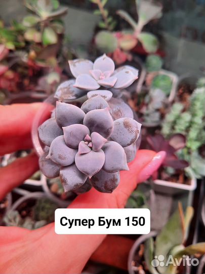 Суккуленты