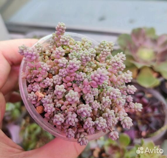 Букет из суккулентов