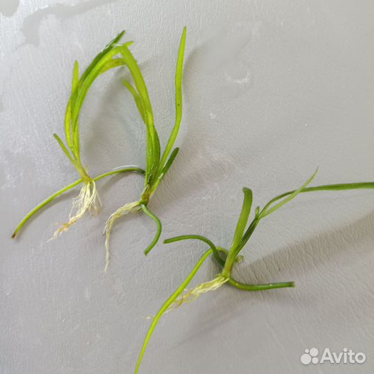 Аквариумные растения водоросли
