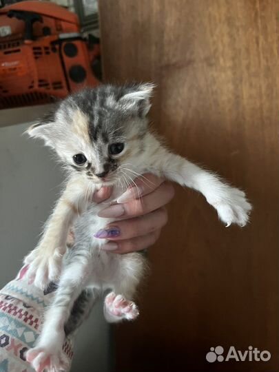Отдам котят даром