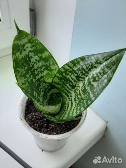 Сансевиерия Компакта